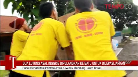 Dua Lutung Asal Inggris Dipulangkan Ke Batu Untuk Dilepasliarkan