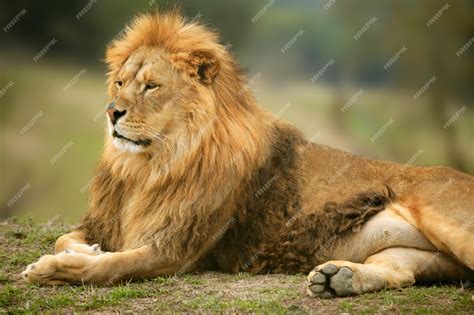 Lion In The Wild
