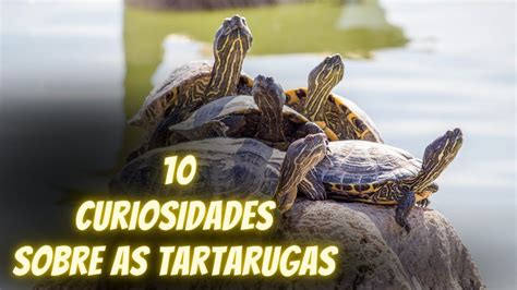 Curiosidades Sobre As Tartarugas