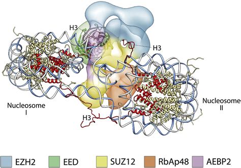 Figures And Data In Molecular Architecture Of Human Polycomb Repressive