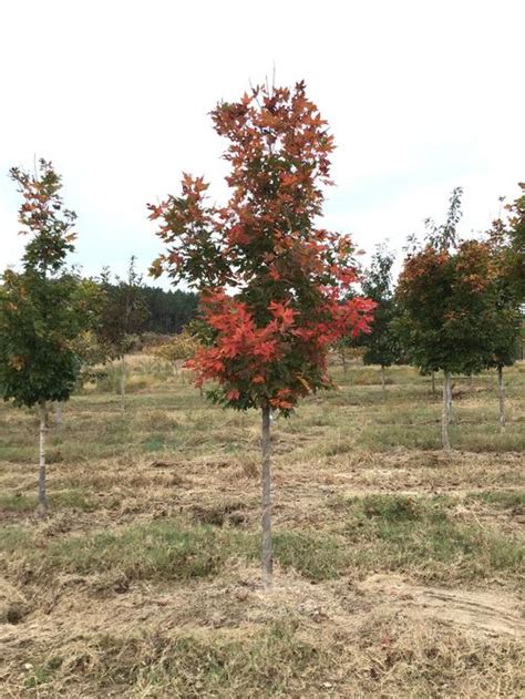 Acer Saccharum Legacy Legacy Sugar Maple From Taylor S Nursery