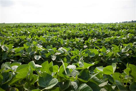 Miravis Top fungicide performs on disease prevention, plant health