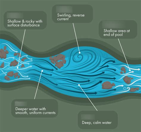 Lotic System Zonation Diagram Quizlet