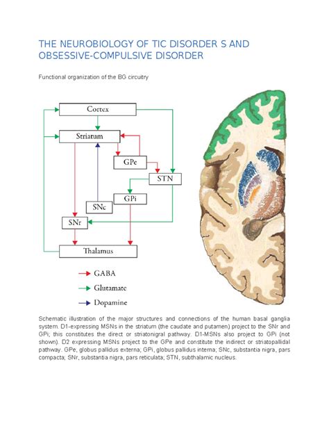 The Neurobiology Of Tic Disorder S And The Neurobiology Of Tic