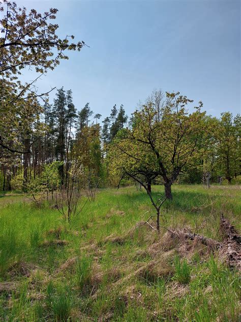 Streuobstwiese Waldhufe eine Bürgerwiese entsteht Naturpark