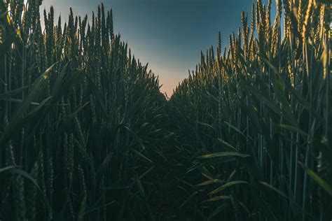 Corn Field Photos, Download The BEST Free Corn Field Stock Photos & HD ...