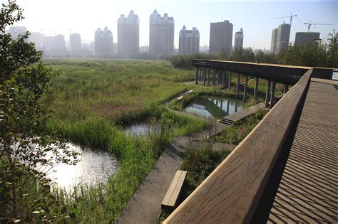 Qunli Stormwater Wetland Park Turenscape Archdaily