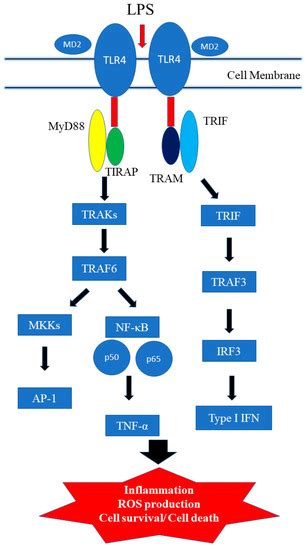 Ijms Free Full Text The Cancer Prevention Anti Inflammatory And