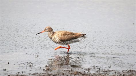 Redshank Martin Mere Kevin Dutton Flickr