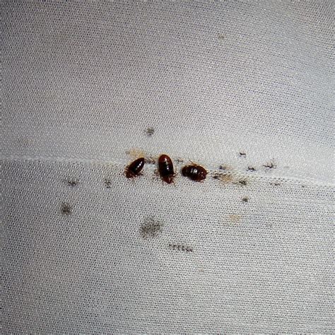 Bed Bug Eggs On Sheets