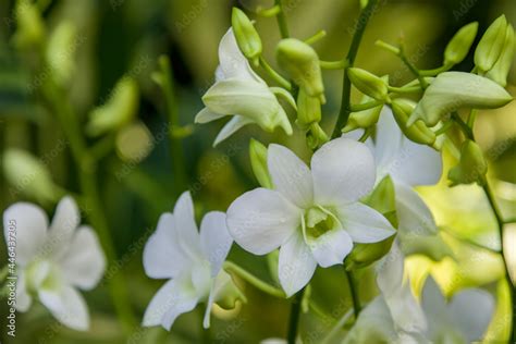 Foto De Dendrobium Memoria Princess Diana Dendrobium Pattaya Beauty X