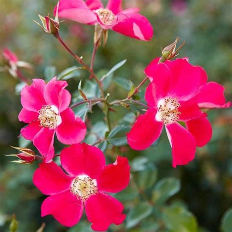 13 Summer Flowering Shrubs That Are Super Easy To Grow Shrub Roses Flowering Shrubs Trees