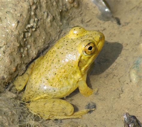 Frogger Photograph By Daniel Kieffer Fine Art America