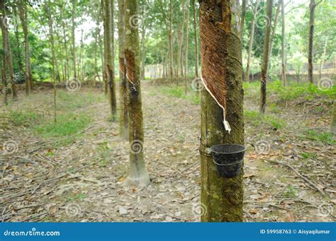 Rubber Tree Or Hevea Brasiliensis Plantation In Malacca, Malaysia Stock Image - Image of ...