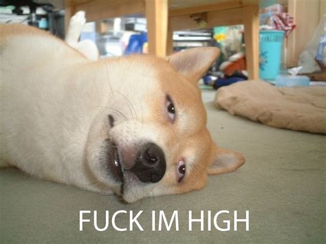 Image 58016 Fuck I M High Know Your Meme