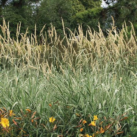 TUFTED HAIR GRASS - Foothills Nurseries