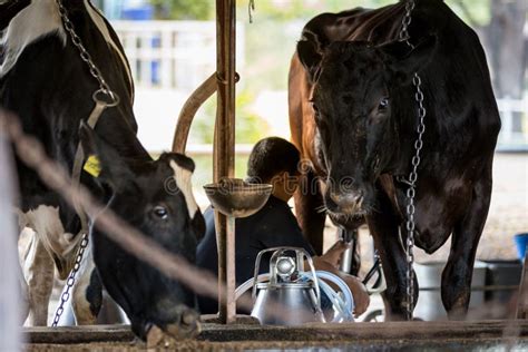 Two Cows in Dairy Farm and a Man is Milking the Black Cow. Editorial ...