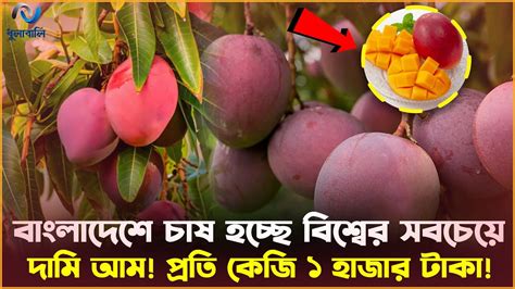 বংলাদেশে চাষ হচ্ছে বিশ্বের সবচেয়ে দামি আম সূর্যডিম ।dhulabali। Youtube