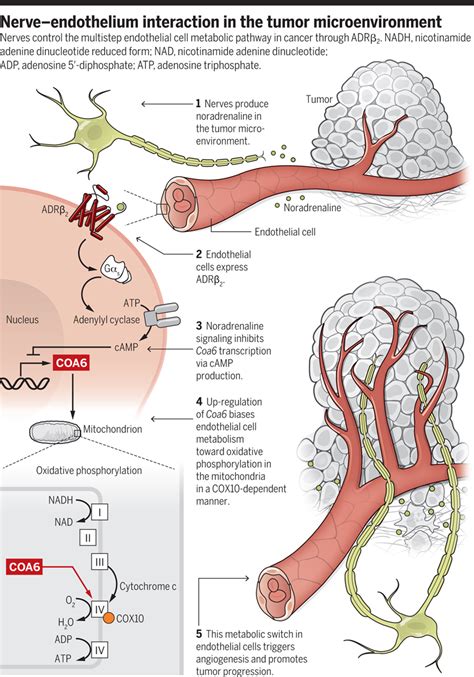 Nerves Switch On Angiogenic Metabolism Science