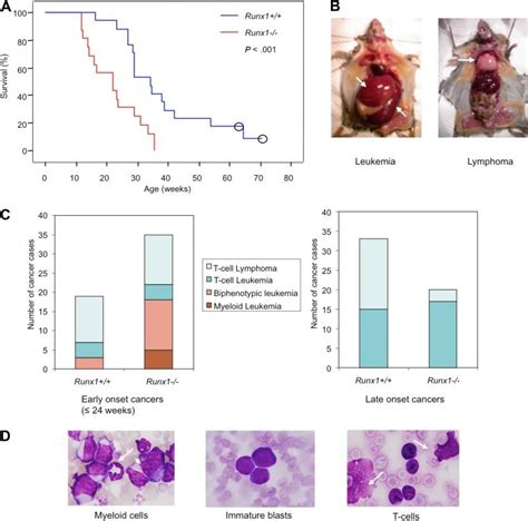 Runx1 Mice Show Early Onset And High Frequency Of Leukemia With