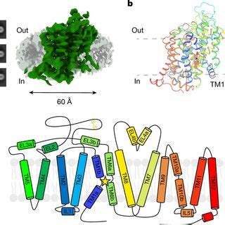 Cryo EM Structure Determination Of Full Length Wild Type Human GAT1 In