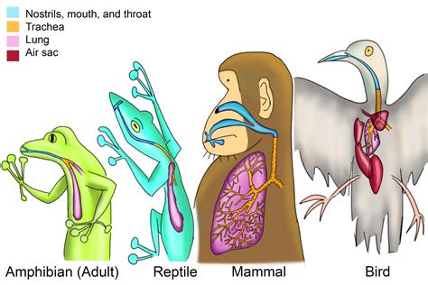 Examples Of Birds Vertebrates