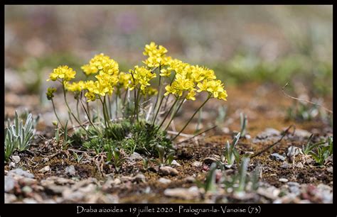 Draba Aizoides