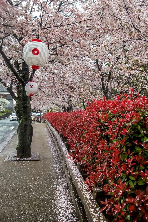 Cherry Blossoms at Kumamoto Castle - Kumamoto City, Kumamoto - Japan Travel