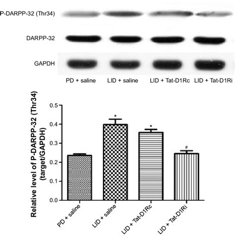 Effects Of Intrastriatal Administration Of Tat D1ri On DarPP 32