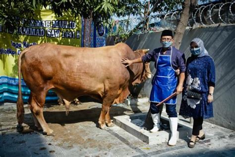 Sukses Kembangkan Usaha Bersama Bri Peternak Kambing Ini Banjir Pembeli