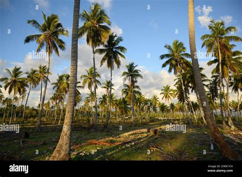 Photo Taken In The Jungle Of The Dominican Republic At Sunrise The