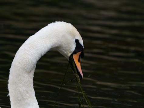 Ptak gil - wygląd, opis, zdjęcia - Pupilek.pl 
