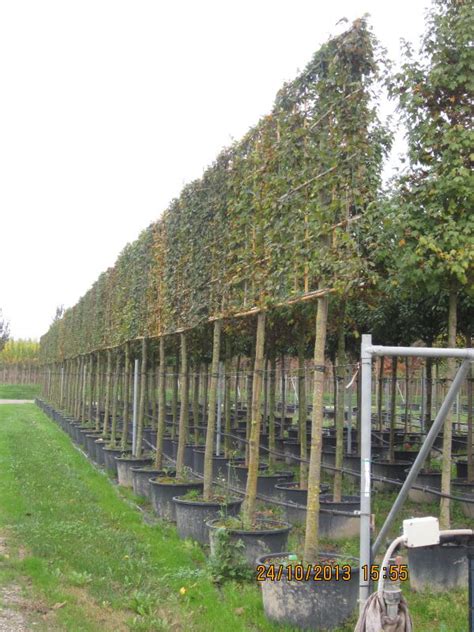 CARPINUS BETULUS SPALLIERA Vivai Italia Piante Ornamentali