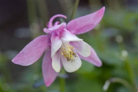 Orlik Pospolity Aquilegia Vulgaris Uprawa Ro Liny Gardeneo