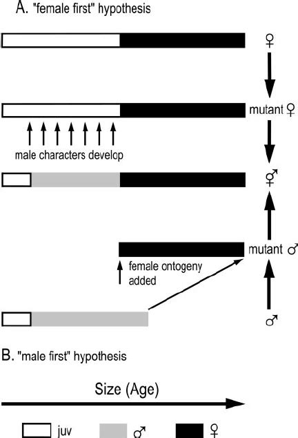 Two Hypotheses On The Original Sex Of Protandric Individuals A Download Scientific Diagram