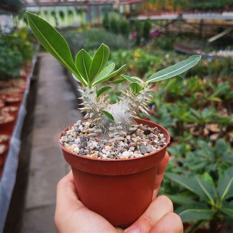 Pachypodium brevicaule x densiflorum F2 Uhlig Kakteen Über 5000