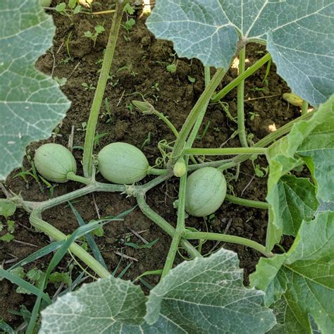 Kars Egg Squash Seeds Hudson Valley Seed Company