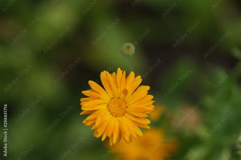 Pot marigold Stock Photo | Adobe Stock