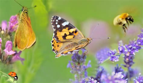 Biologische Vielfalt Wissenschaft De