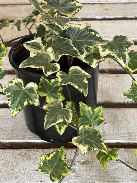 Hedera Variegata Lemon Kuzi Trading Company