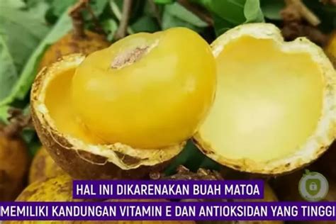 Buah Matoa Asal Papua Keajaiban Kesehatan Dengan Manfaat Salah