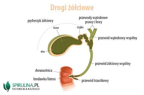 Drogi żółciowe algi Spirulina i Chlorella