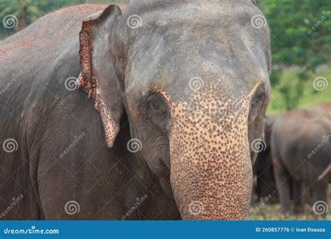 Vista Frontal Y De La Cara Del Elefante Sri Lankan Foto De Archivo