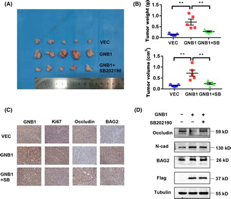 Gnb Promotes Tumorigenicity In Nude Mice A Hlf Cells Stably