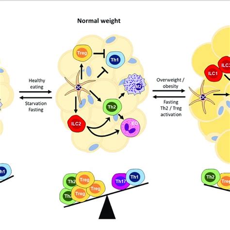 Immune Balance And The Nutritional State Of The Host Organism