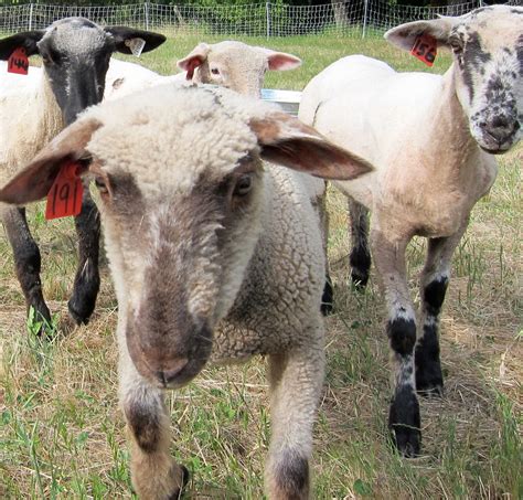 Bucolic Sonoma: Four New Lambs!!!