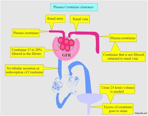 Creatinine Serum Creatinine