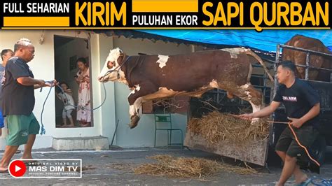 Kandang Sapi Pak Priyo Mendadak Kosong Puluhan Ekor Sapi Qurban Di