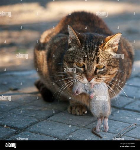 Cat caught a rat and holds it in his mouth Stock Photo - Alamy