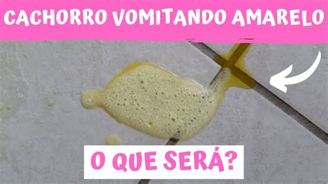 Cachorro VOMITANDO AMARELO o que será Causas e sintomas YouTube